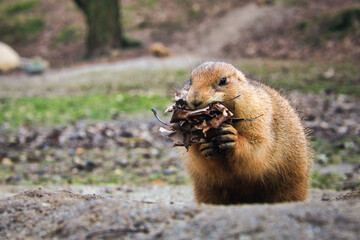 Präriehund - Erdhörnchen - Nagetier - Pelz - Pelzig - Tier - Animal - Cute Prairie Dog - Family - Groundhog - Genus Cynomys - Close Up - Meadow - High quality photo	