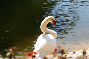 An elegant white swan captured in a serene moment by the lakeside with a graceful curve of its neck and the tranquility of the water reflection adding to the peaceful ambiance of this natural portrait