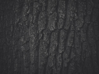 Embossed texture of tree bark. Tree trunk with natural bark patterns on the surface. Natural wood...