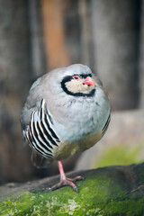 Portrait of a rock partridge. Bird in close-up. Alectoris graeca.
