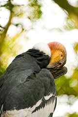 Portrait of an Andean condor. Bird in close-up. Vultur gryphus.
