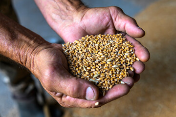 Close-up of a farmer's palms holding a grain of wheat inside the storage of a farm 