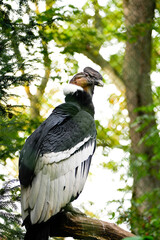 Portrait of an Andean condor. Bird in close-up. Vultur gryphus.
