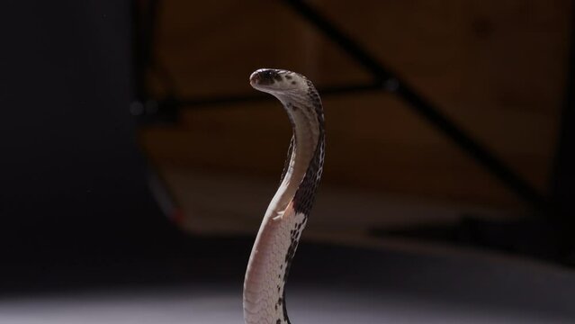 Spitting cobra snake in denfensive position lurches backwards to defend - medium shot
