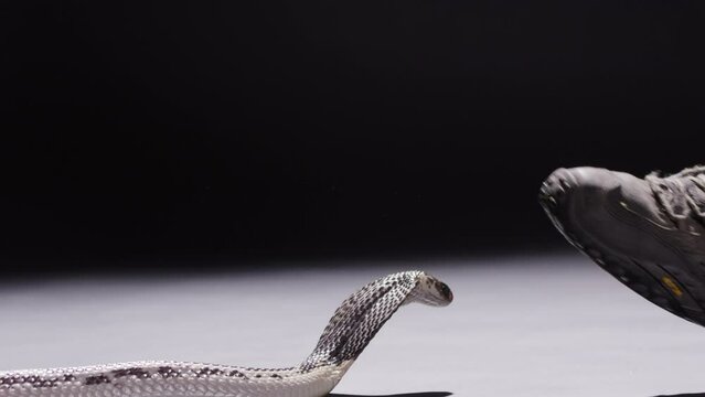 Spitting cobra spits and strikes at trainer trying to get it back in enclosure