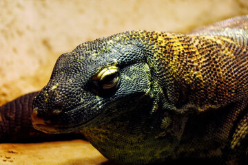 head shot of monitor lizard in close up