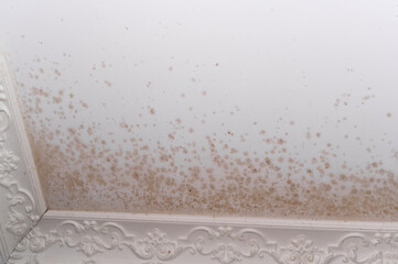 due to the dampness, a fungal mold appeared on the ceiling