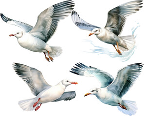 Obraz premium Watercolor collection of seagulls illustration