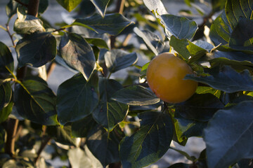 It is a persimmon that ripens in autumn.