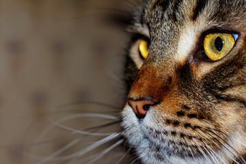 Portrait of a tabby cat. Young Maine Coon.