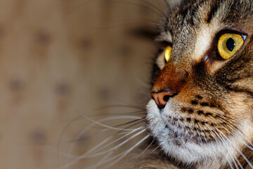 Portrait of a tabby cat. Young Maine Coon.