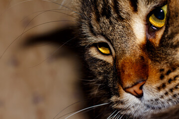 Portrait of a tabby cat. Young Maine Coon.