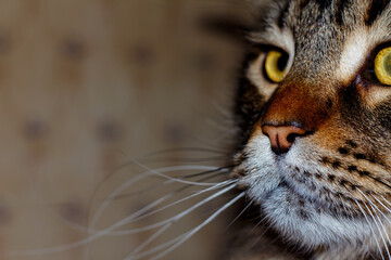 Portrait of a tabby cat. Young Maine Coon.