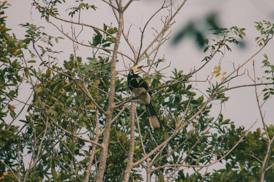 Hornbill, a protected and protected wildlife, is hard to find at Kui Buri National Park. Prachuap Khiri Khan, Thailand