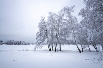 Fototapeta na wymiar Birch trees covered with snow along the river bank.