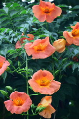 森の木に垂れ下がる