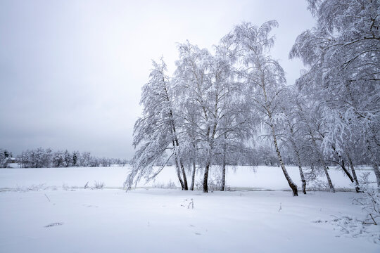 Birch trees covered with snow along the river bank.