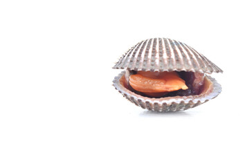 sea shell isolated on white