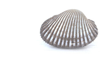 sea shell isolated on white