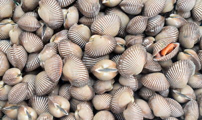 seashells on the beach