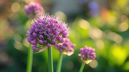 Obraz premium Garlic purple flower. Generative AI
