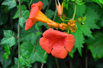 森の木に垂れ下がる