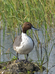 duck on the lake