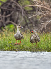 Indian spot-billed duck is a beautiful duck