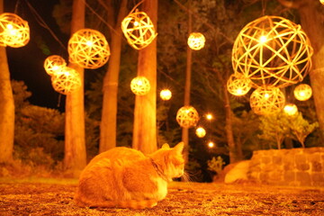 猫と鞠灯篭　黒川温泉　湯あかり