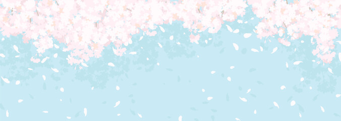 ふわふわした桜と青空 - obrazy, fototapety, plakaty