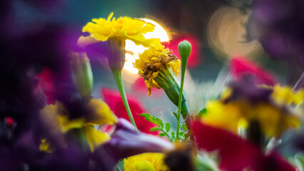 Macro de pétales de fleurs, dans un jardin, pendant le crépuscule - obrazy, fototapety, plakaty