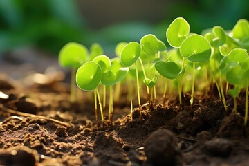 sprouts of Centella asiatica gotu kola Herb emerge from the ground, medicinal and cosmetic plant - obrazy, fototapety, plakaty