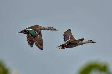 Indian spot-billed duck is a beautiful duck