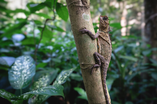 The Peninsular Horned Tree Lizard in tropical lush forest at the botanical garden, Penang, Malaysia