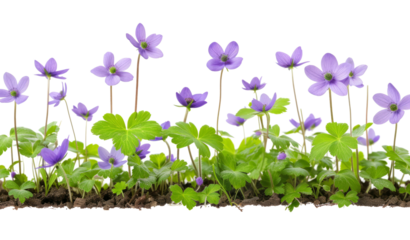 Border of blue violet wild forest flowers liverwort