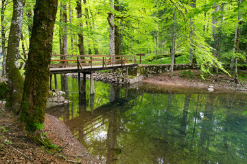 National park Biogradska gora in Montenegro.