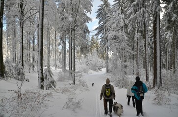 Winterwanderung mit Hunden 