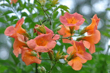 森の木に垂れ下がる