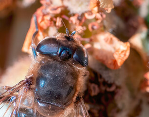 bee on top a flower in a meadow looking for nectar © manola72