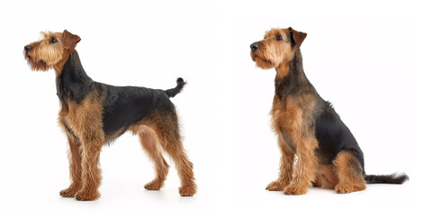 Dog Airedale Terrier