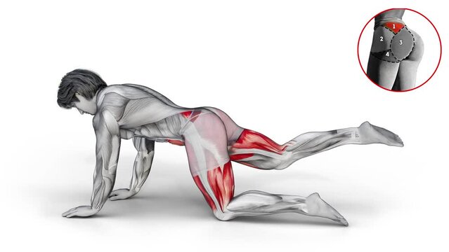 Plank foot rotation on the knee-3D (850)- 
Anatomy of fitness and bodybuilding with distinct active muscles- 150 frame Animation + 150 frame Alpha Matte