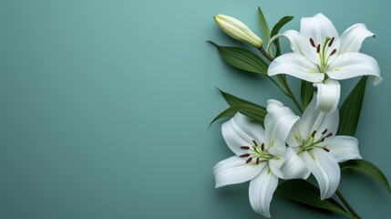 White lilies flowers, mourning or funeral background.