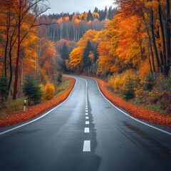 Fototapeta premium beauty scene with road colorful trees