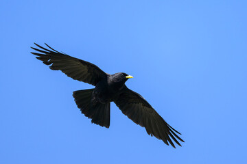 Alpine Chough flying on a sunny day blue sky