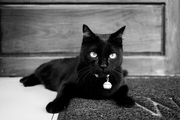 Asian Thai domestic black cat sitting and looking at camera,  lying on floor alone in front of wooden door house. Black and white photo.