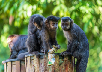 Urban Monkeys Scavenge Through Trash Cans for Food Alertly - obrazy, fototapety, plakaty