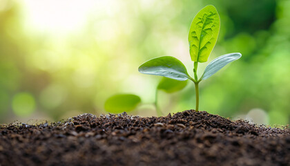 Plant seedlings or small trees that grow on fertile soil and soft sun light, including blurred green backgrounds, the concept of plant growth and ecosystems.