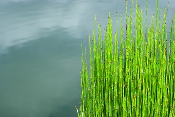 horsetails bamboo, snake grass plant in the edge of a pool