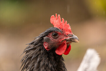 portrait rapprochée d'une tête de poule noir sous une ambiance pluvieuse