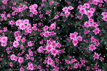 Pink mix white chrysanthemums fill the flower garden in winter.